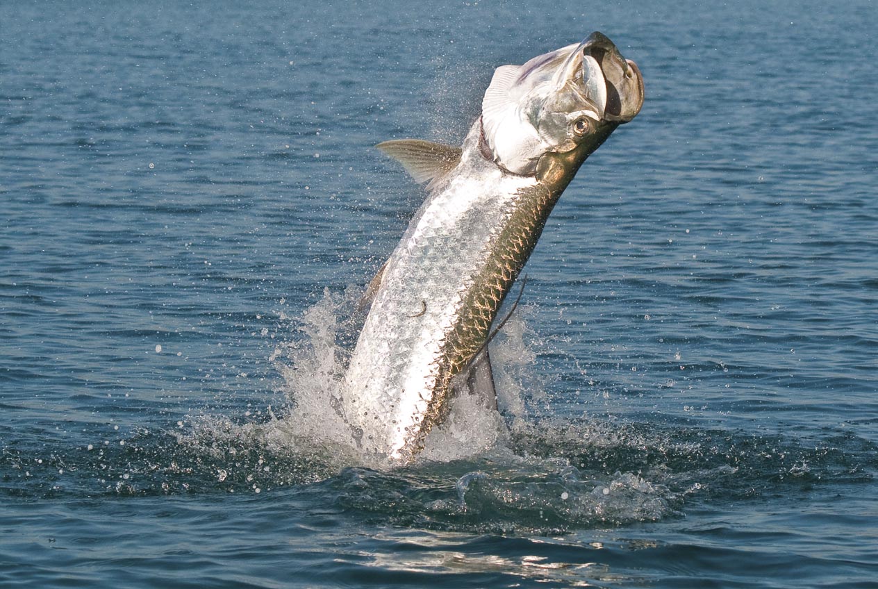 Bonefishdrill im Flachwasser